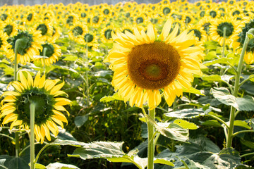 Beautiful yellow color sunflower that in different position with another flower in the agriculture farm background