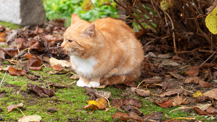 Naklejka na ściany i meble Red ginger cat in the garden. Autumn Time. Horizontal orientation. 