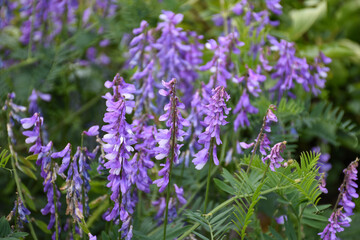 Lilac blossom Vetch flowers close up