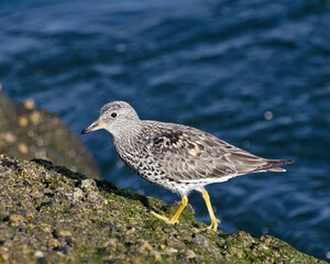A Surfbird (Aphriza virgata) walks along the shore near Ballona Creek, Los Angeles, CA.
