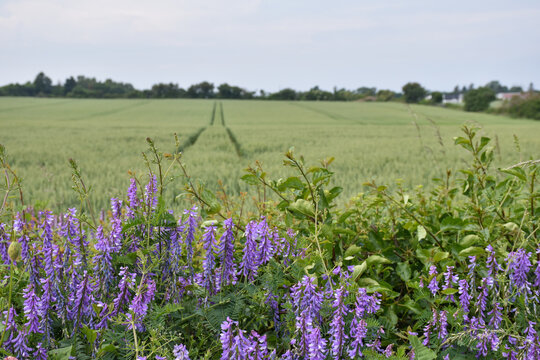 Blossom blue vetch flowers
