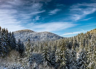 A forest covered with snow at noon  (Black Forest)