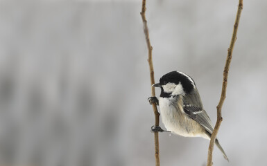 Small Coal tit sits on vertical parallel branches, against a background of white snow cover
