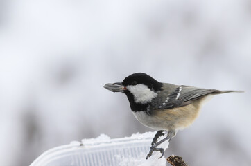 Obraz premium Coal tit with a seed in its beak on the feeder during the snowfall ...