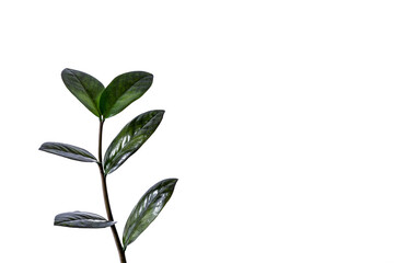 Fototapeta na wymiar Houseplant - Zamioculcas Zamiifolia Black ZZ Plant Rare Aroid Air Purifier, leaves isolated over white.