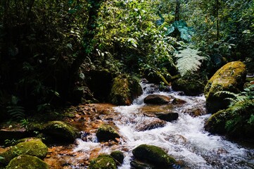 Rio fluyendo por la selva