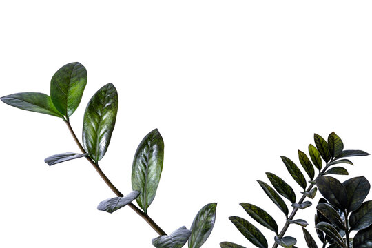 Houseplant - Zamioculcas Zamiifolia Black ZZ Plant Rare Aroid Air Purifier, Leaf branches isolated over white.