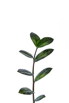Houseplant - Zamioculcas Zamiifolia Black ZZ Plant Rare Aroid Air Purifier, Vertical leaves isolated over white .
