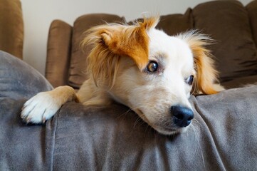 Perro mirando algo desde el sofa