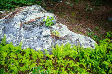 ferns and rock along the new river, north carolina