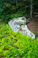 ferns and rock along the new river, north carolina