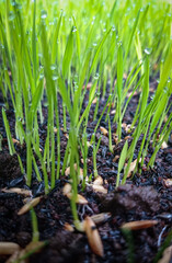Rice plants and rainwater dew