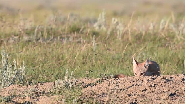 Swift fox kits in the Canadian wilderness