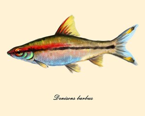 Denisons barbus fish, watercolor drawing, aquarium fish, digital illustration.