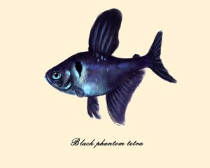 Black phantom tetra fish, watercolor drawing, aquarium fish, digital illustration.