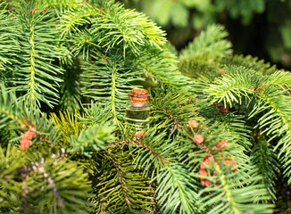 A small bottle of pine oil stands in the dense branches of pine, background. The concept of therapeutic and antibacterial oil in nature - obrazy, fototapety, plakaty
