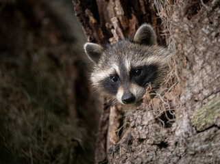 A raccoon in a mossy tree in Florida  © Harry Collins