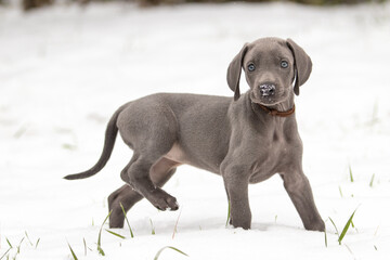 Weimaraner Welpen entdecken die Welt im Schnee