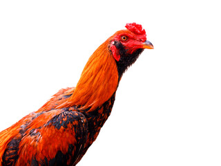 Rooster, native chicken