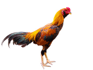 Rooster, native chicken