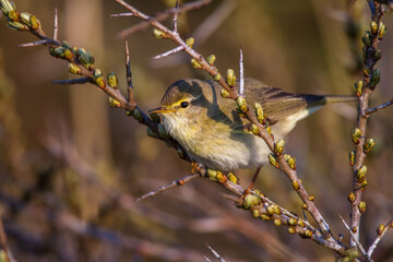 Fitis (Phylloscopus trochilus)