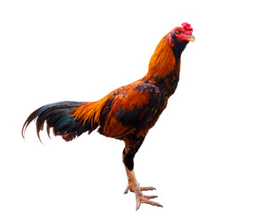 Rooster, native chicken