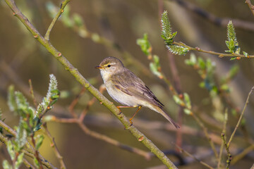 Fitis (Phylloscopus trochilus)