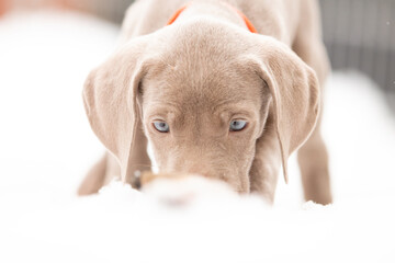 Weimaraner Welpen entdecken die Welt im Schnee