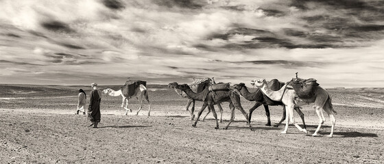 Camels caravan in Sahara desert, along the sand dunes of Erg Chigaga, Morocco, Africa