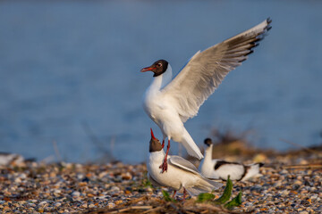 Lachmöwen (Larus ridibundus) Paarungsritual