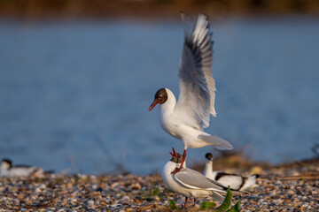 Lachmöwen (Larus ridibundus) Paarungsritual
