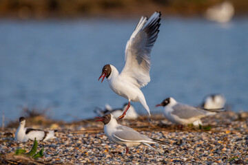 Lachm&ouml;wen (Larus ridibundus) Paarungsritual