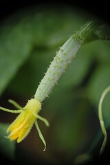 Female flowers of cucumber in the garden.