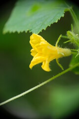 Male flowers of cucumber in the garden.