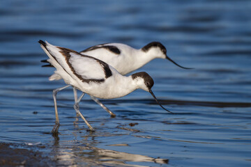 Säbelschnäbler (Recurvirostra avosetta)