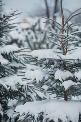 Snow on the branches of coniferous trees.