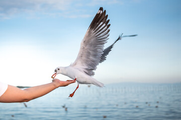 White seagull With red mouths and feet, eating food in people's hands, with sky and sea background, to animal and nature concept.