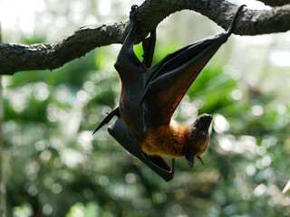 Bat curled up moving along tree branch upside down in tropical forest