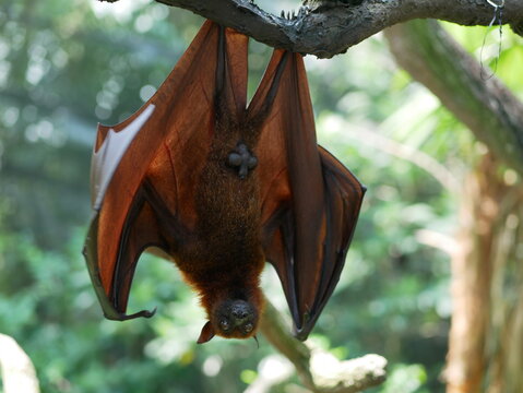 Bat Hanging Upside Down On Branch Exposed