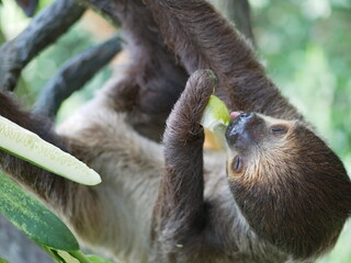 Hanging sloth eats pear on a branch