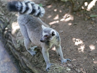 Ring tailed lemur looks backwards