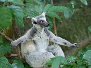 Lemur sitting in the forest