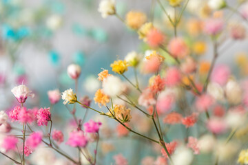 multi-colored flowers of gypsophila close-up macro