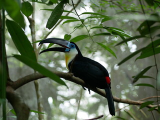 Toucan perched on a tree branch in a tropical forest