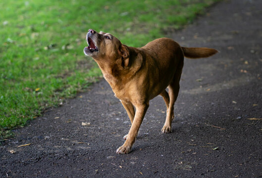 Unleashed Labrador Retriever Dog Barking While Playing Outdoors in the Park and Garden on a Summer Day.