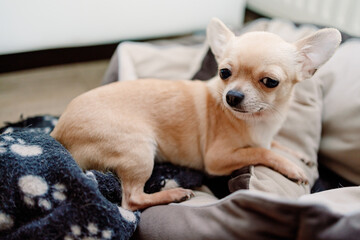 Closeup portrait of small funny beige mini chihuahua dog, puppy