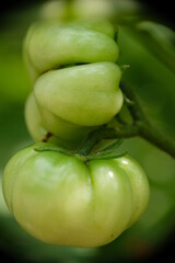 Close-up of ranti or rose tomatoes growing in the garden.