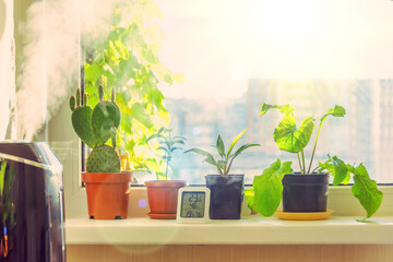 Indoor ornamental deciduous plants on the windowsill table in the apartment with a steam...