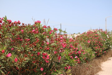 Oleander flowers in summer around the St Thomas Tower in Marsaskala on the island of Malta