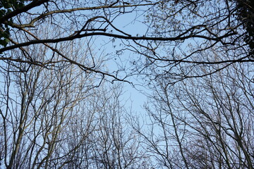branches against blue sky